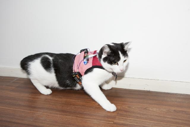 a cat wearing a harness broadcasting mesh packets